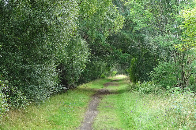 A Green Tunnel