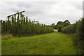 Hop garden at Lower Townend farm