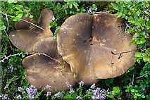 NJ0331 : Fungi by Anne Burgess
