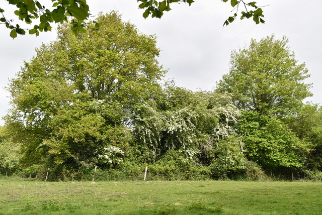 May blossom © N Chadwick :: Geograph Britain and Ireland