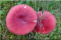 NJ0136 : Red Mushrooms by Anne Burgess