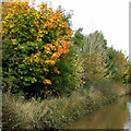 SJ6350 : Autumn colours by the canal in Cheshire by Roger  D Kidd