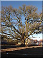 Oak Turn, Whittington Walk housing development