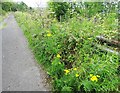 Wild flowers beside the footpath at Mountsett