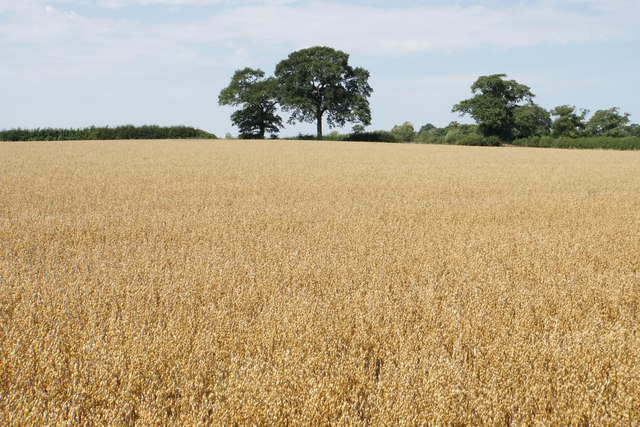 Oat field near Lutley © Bill Boaden :: Geograph Britain and Ireland