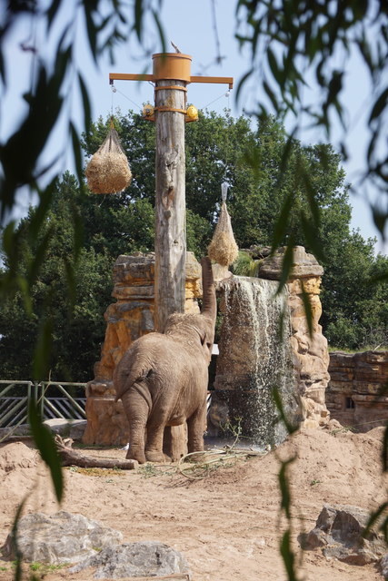 Asian Elephant (Elephas maximas) at feeding time, Chester Zoo