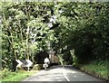 SD6313 : Rivington Lane at Ward's Cottage by Philip Platt