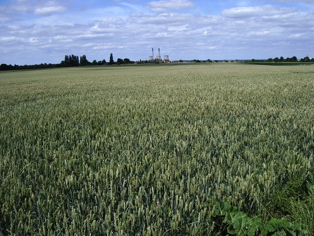 Big field behind the Rookeries