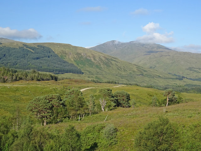 Scots Pine and Beinn Challum © Adam Ward :: Geograph Britain and Ireland