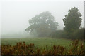 Cheshire farmland in the fog