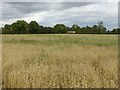 Canary grass field below Upton