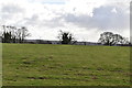 Pastureland east of Hawkley