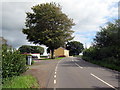 Ffawydden fawr ar ochr yr heol / Large beech tree on roadside