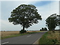 TF1845 : Roadside tree on Sidebar Lane by Christine Johnstone