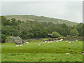 NY7802 : Sheep outwith the moat at Pendragon Castle by Stephen Craven