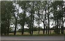 TL6346 : Trees by the A1307 west of Haverhill by David Howard