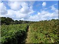 Maresfield 82A Public Footpath, Ashdown Forest