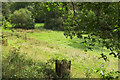 Meadow by Ashwell Brook