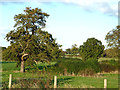 Farmland north of Market Drayton in Shropshire