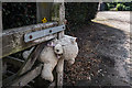 SJ8057 : South Cheshire Way Guard Bear, Thurlwood by Brian Deegan