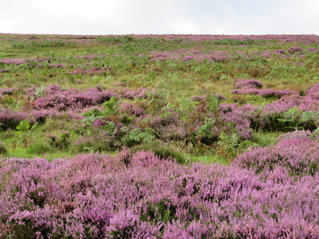 The blooming Heather
