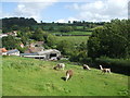 Llamas on the hillside