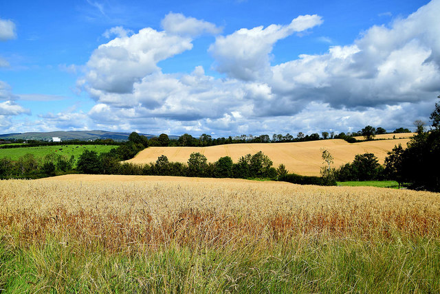 Barley fields, Drumconnelly © Kenneth Allen :: Geograph Ireland