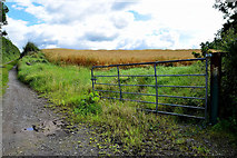 H4569 : Entrance to barley field, Freughmore by Kenneth  Allen