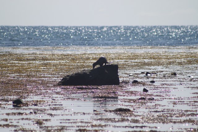 Otter seen at Askernish
