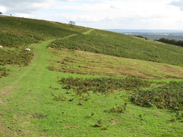 Path on the Quantock Hills, near Bicknoller