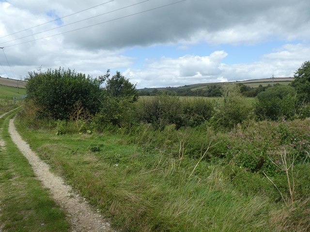 Low growing trees by farm track, Cruxton © David Smith cc-by-sa/2.0 ...