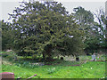 Yew tree in Llanddewi Velfrey churchyard