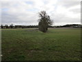 Field boundary, Culworth Grounds