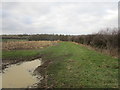 Field edge and stand of maize