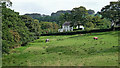 Cheshire pasture north-west of Bollington