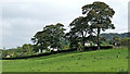 Pasture north-west of Bollington in Cheshire