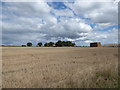 Stubble field near Seabridge Cottages