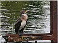 SD3177 : Cormorant at Canal Foot by David Dixon