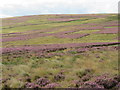 NT6659 : Managed grouse moor patterns in the Lammermuir Hills by M J Richardson