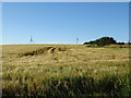 Cereal crop and wind turbines near Kirktown