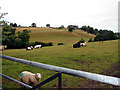 Farmland by the old route of Glyndŵr?s Way