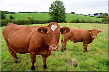 H4170 : Cows, Cavanacaw Lower by Kenneth  Allen