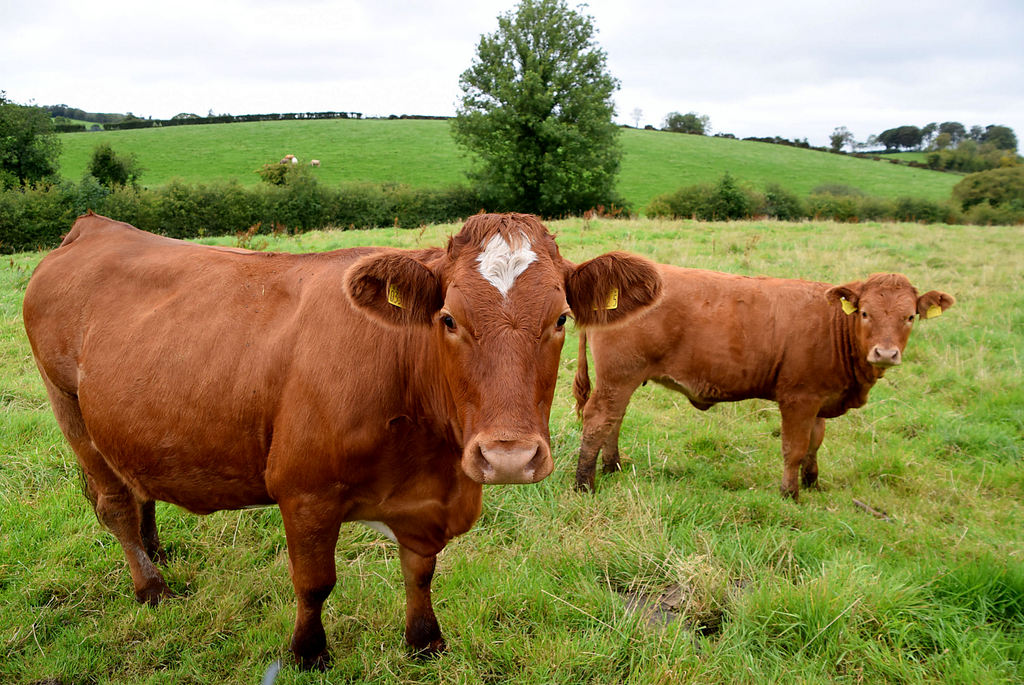 Cows, Cavanacaw Lower © Kenneth Allen cc-by-sa/2.0 :: Geograph Ireland