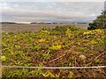 Giant Hogweed Erdadication