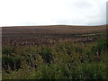 Hillside potato field near Bogbrae Croft