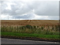 Cereal crop beside the A90