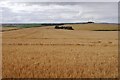 NJ8641 : Barley and Hill of Balquhindachy by Richard Webb