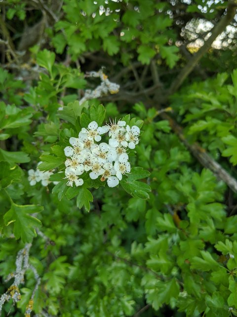 Hawthorn in hedgerow - 39