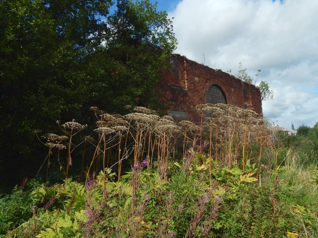 Giant Hogweed near the New Harbour