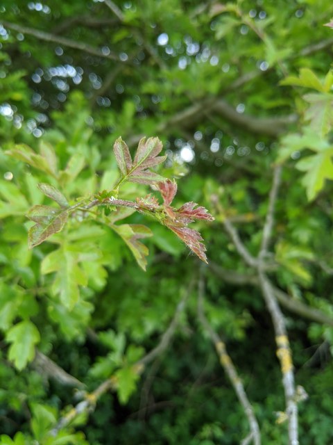 Hawthorn in hedgerow - 40